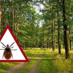 Як захиститися від кліщів