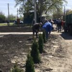 У парку по вулиці Весняна висаджено дерева – туї