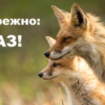 УВАГА СКАЗ!!!
