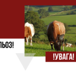 Що таке бруцельоз і як його не з’їсти