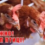 Обережно! Грип птиці.