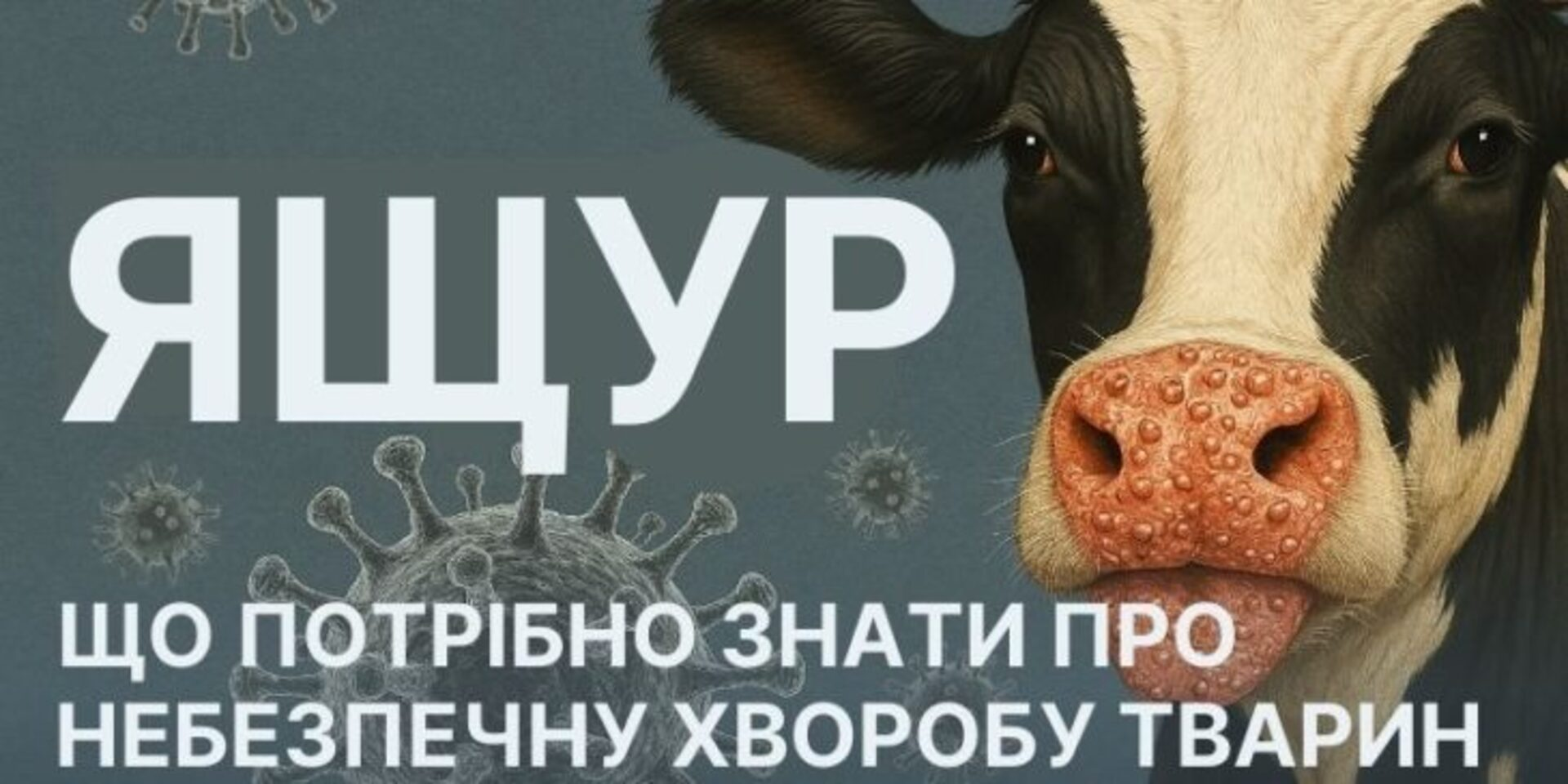 Як уберегти поголів’я від ящуру: ключові правила захисту