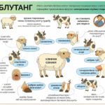Блутанг або «синій язик»: як вберегти тварин від вірусної інфекції