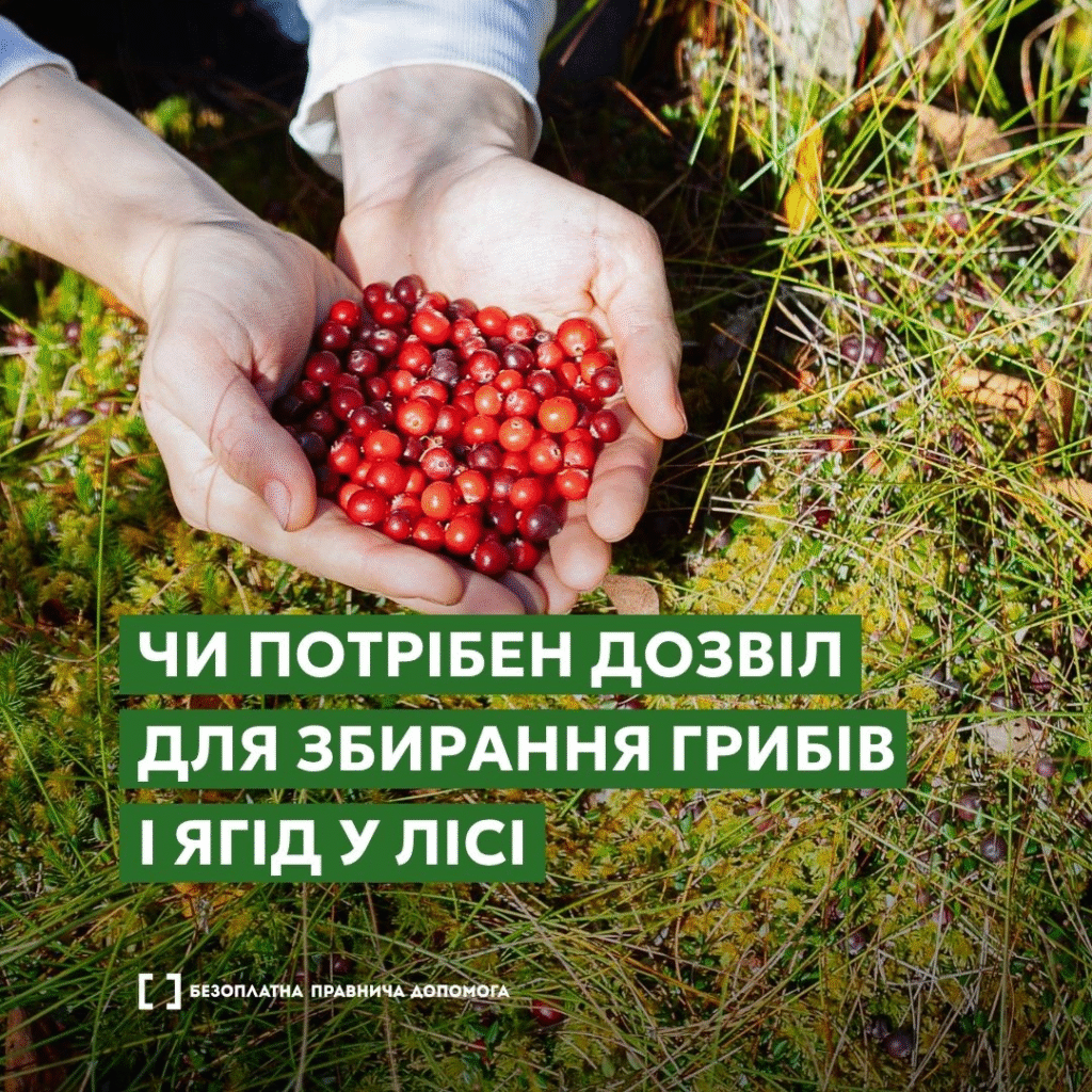 Чи потрібен дозвіл для збирання грибів і ягід у лісі