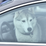 Жорстоке поводження з тваринами: яка відповідальність передбачена законом