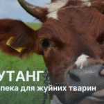 Блутанг або «синій язик»: як вберегти тварин від вірусної інфекції