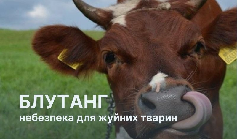 Блутанг або «синій язик»: як вберегти тварин від вірусної інфекції