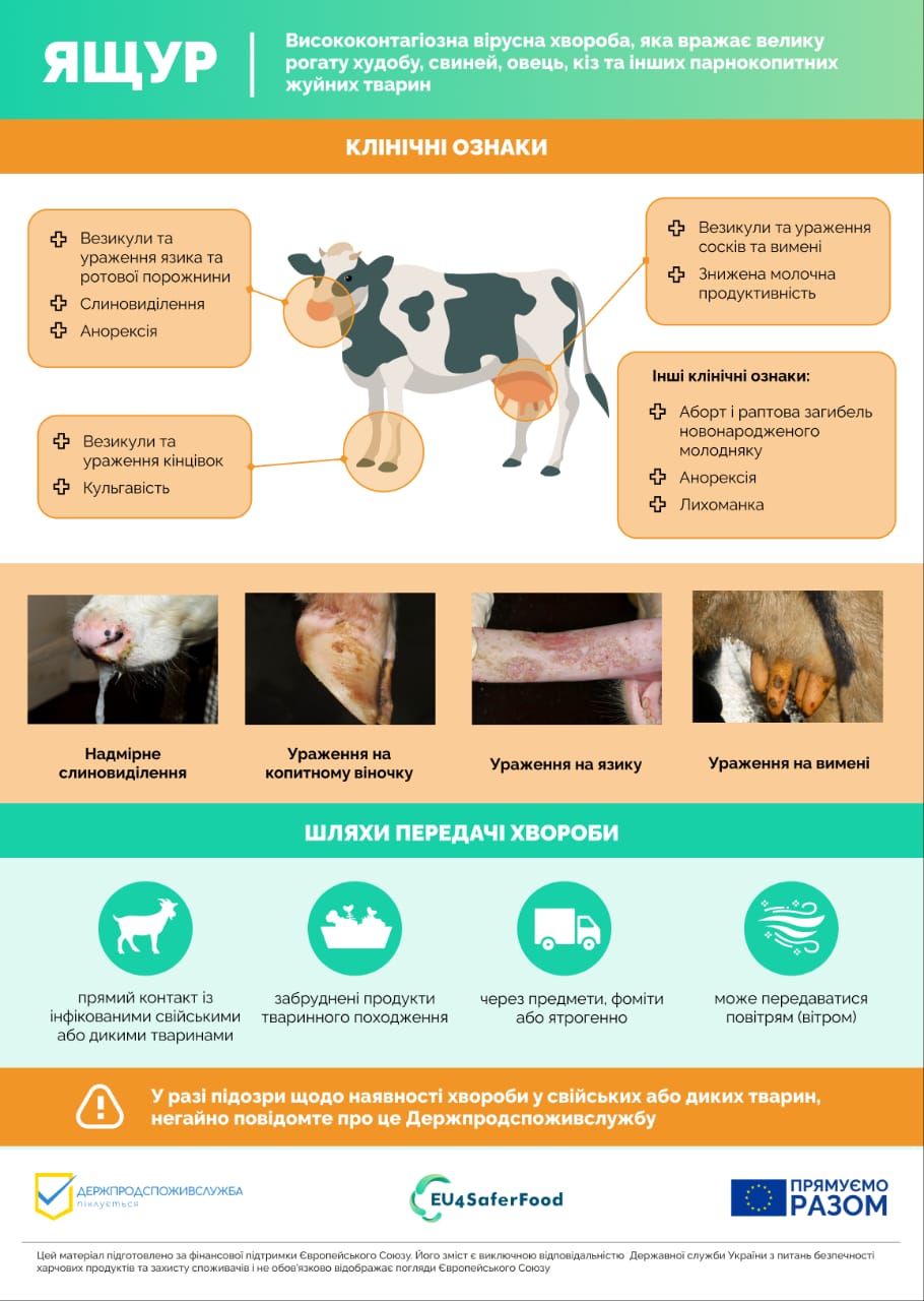 Як уберегти поголів’я від ящуру: ключові правила захисту