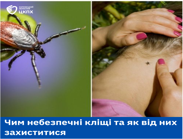 Чим небезпечні кліщі та як від них захиститися