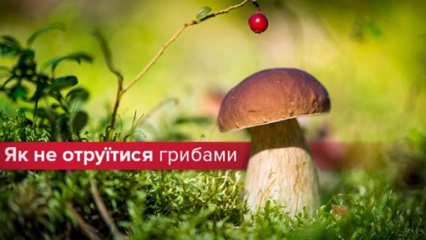 Профілактика отруєнь грибами